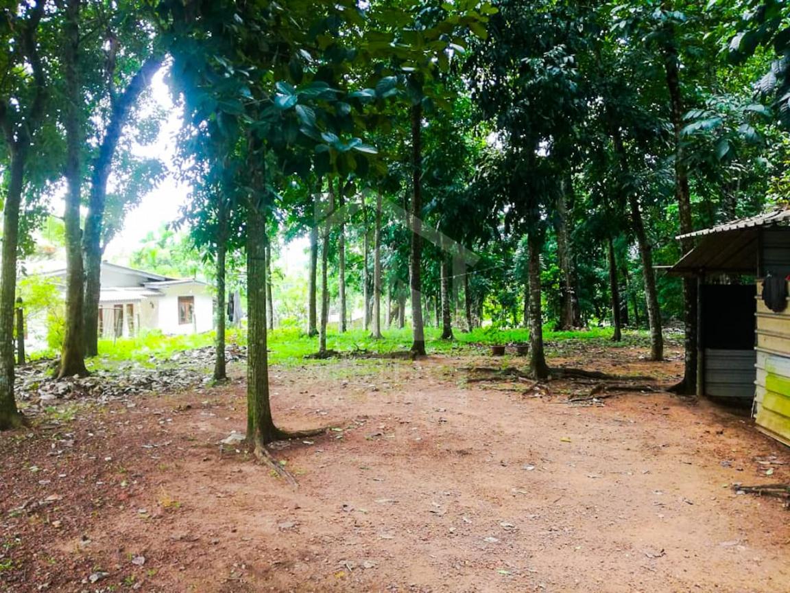 Cultivated Land for Sale in Thalangama- image 1