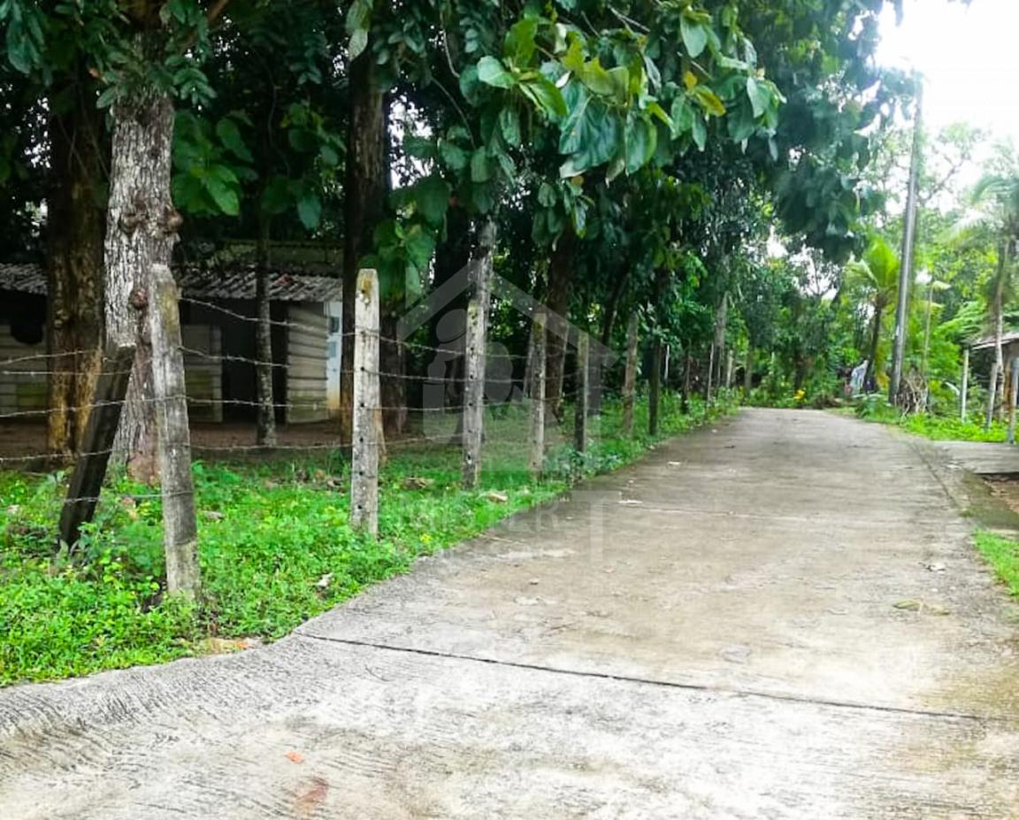 Cultivated Land for Sale in Thalangama- image 2