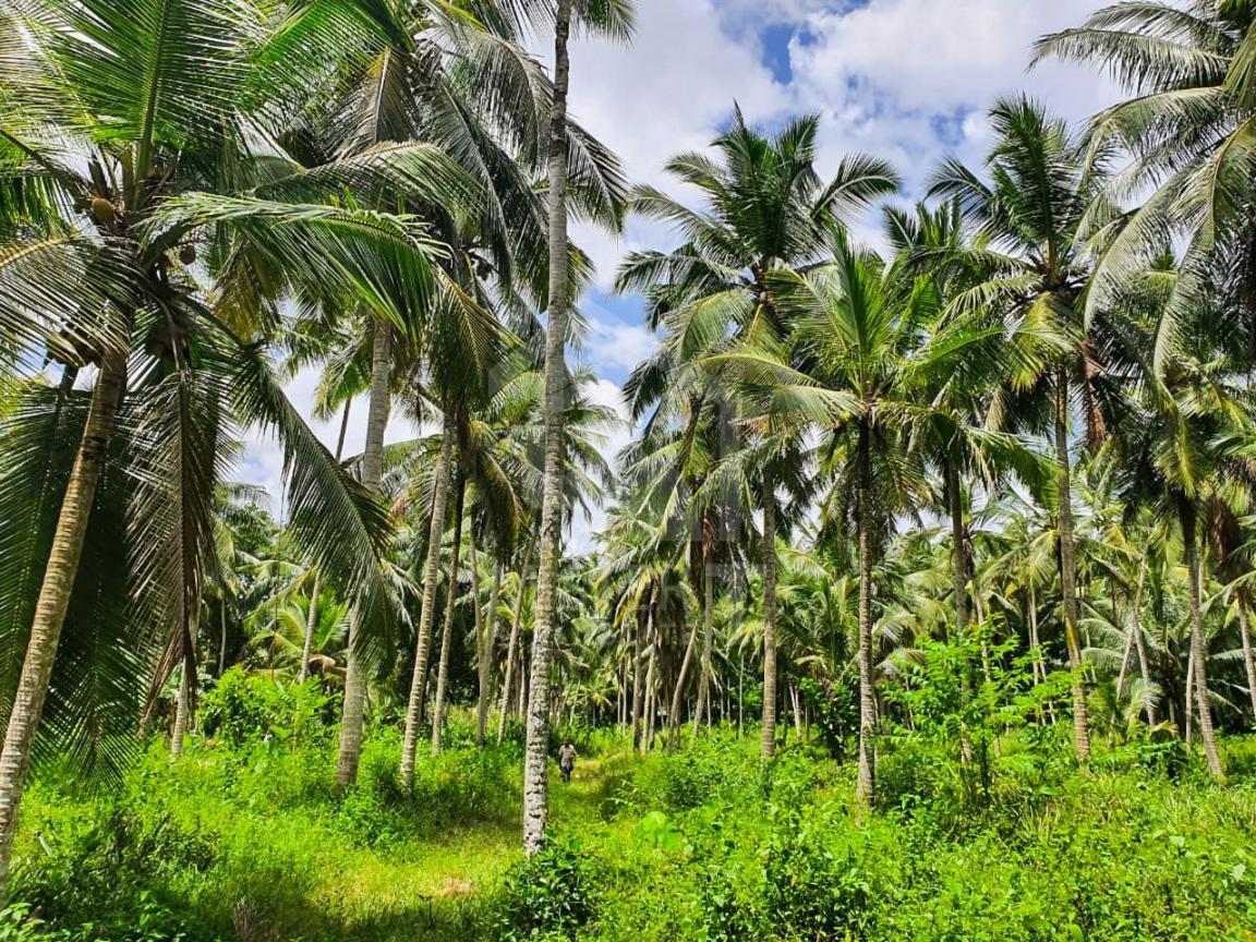 Commercial Land for Sale in Giriulla- image 2