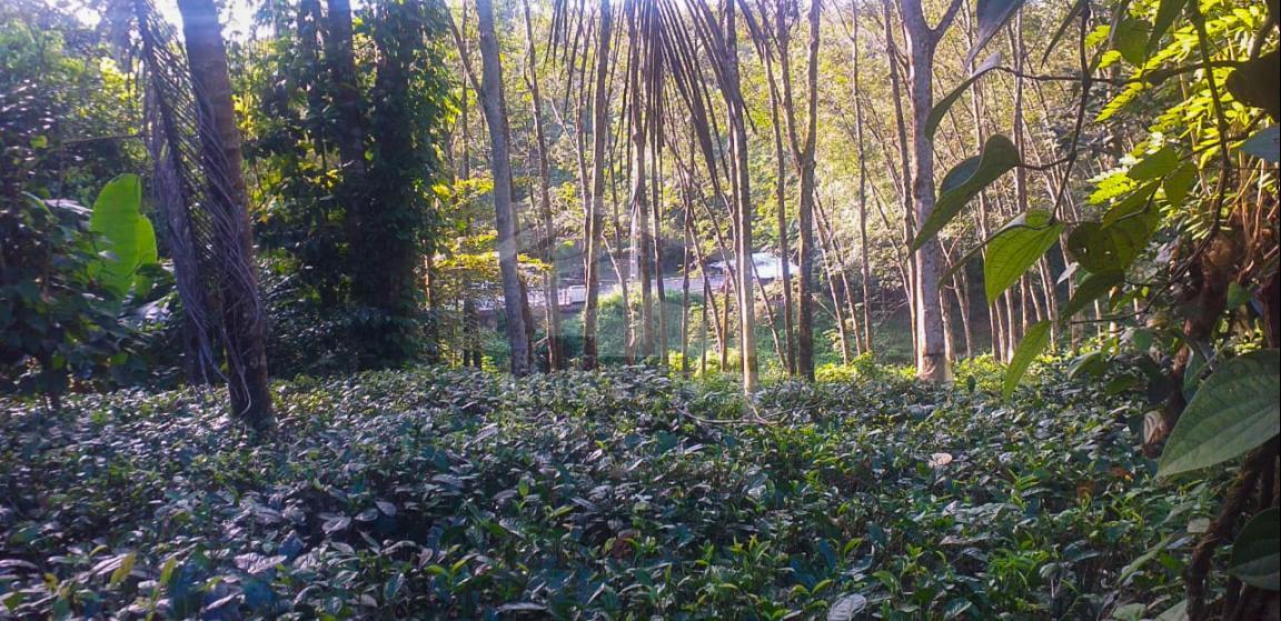 Cultivated Land for Sale on Nittambuwa- image 3