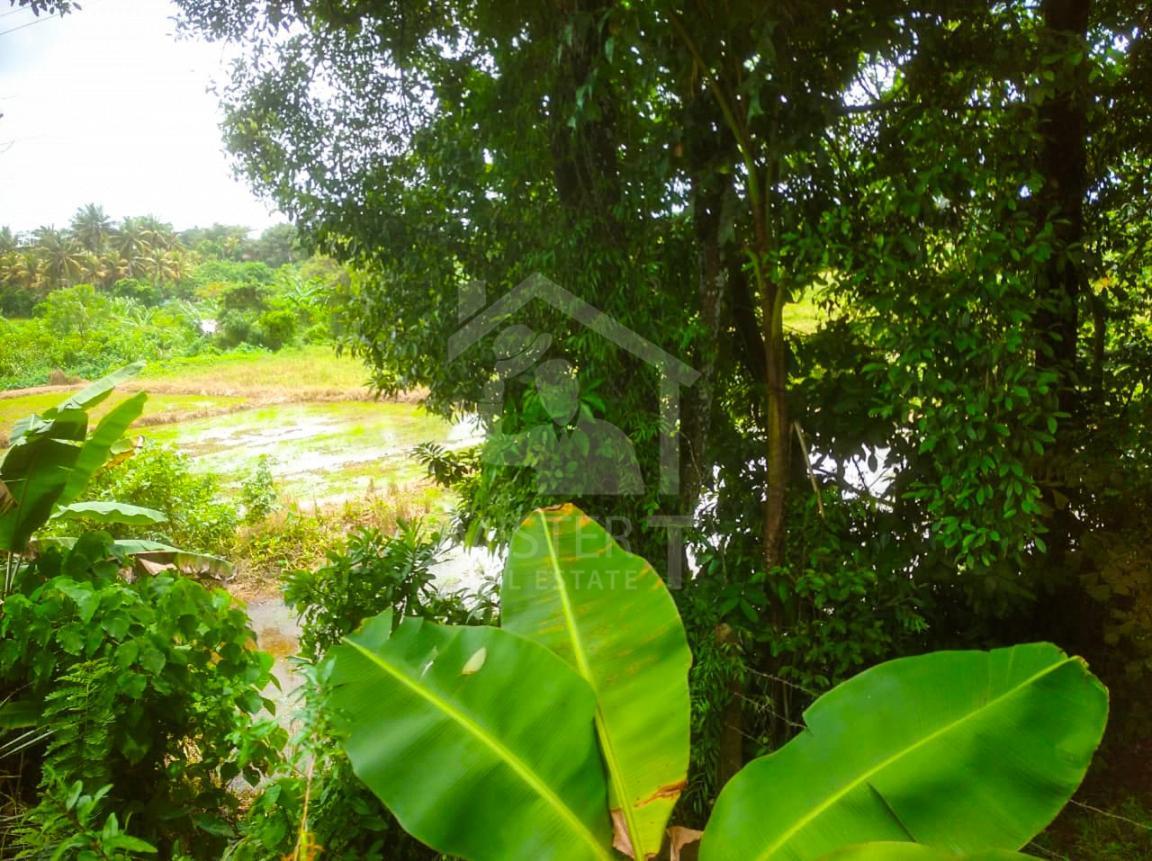 Cultivated Land for Sale in Thalangama- image 3