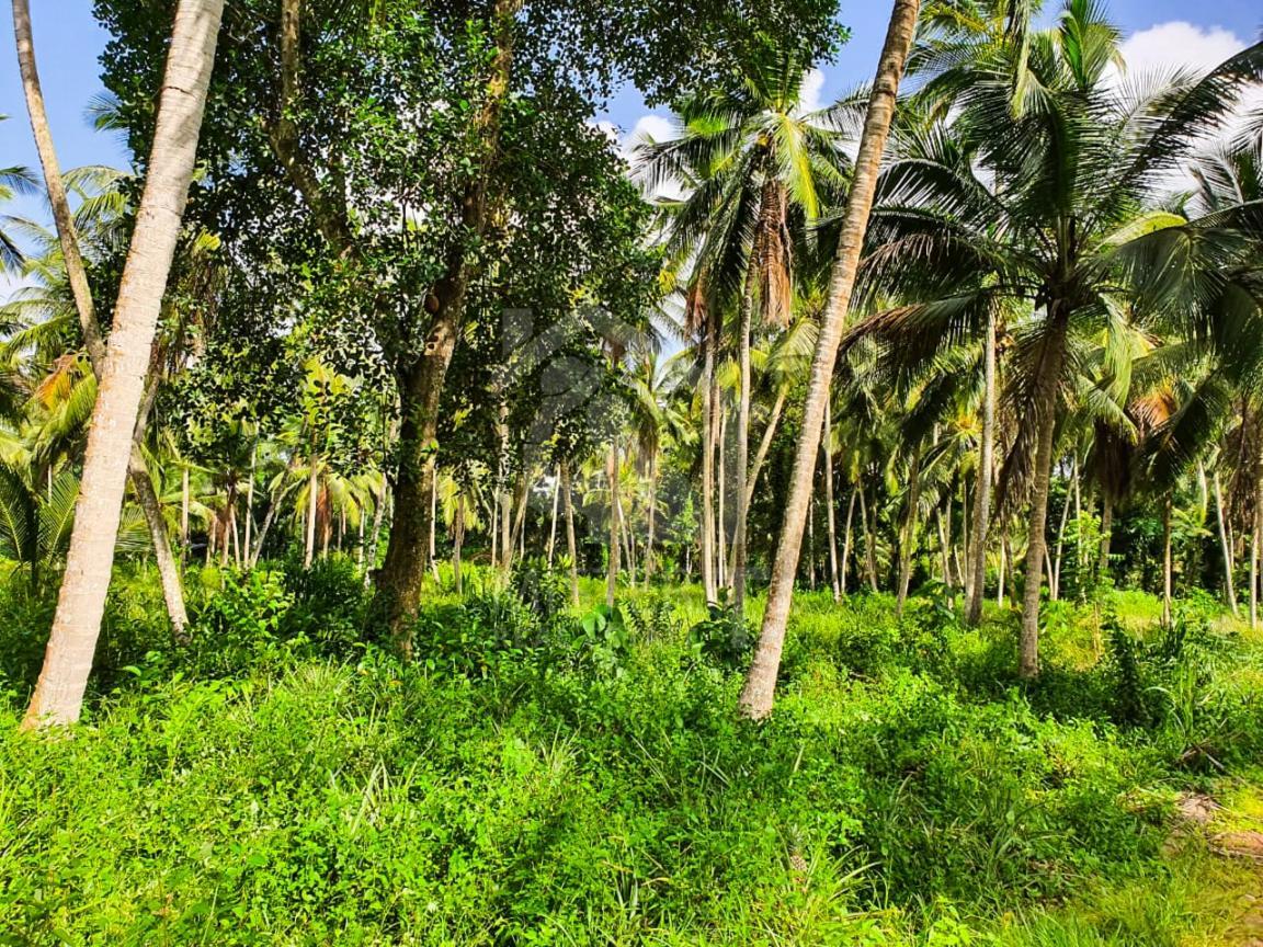 Commercial Land for Sale in Giriulla- image 4