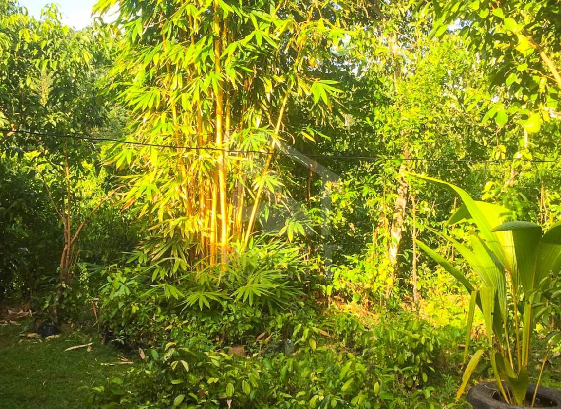 Commercial Land for Sale in Hikkaduwa- image 5