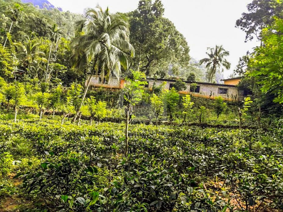 Land for Sale in Balangoda- image 1