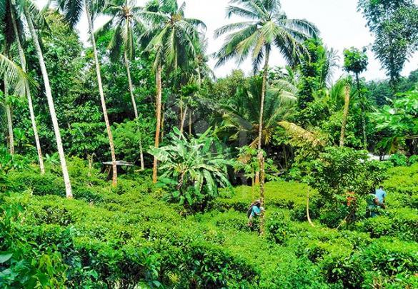 Land for Sale in Ingiriya- image 1