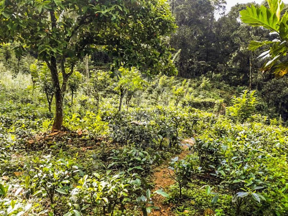 Land for Sale in Balangoda- image 2