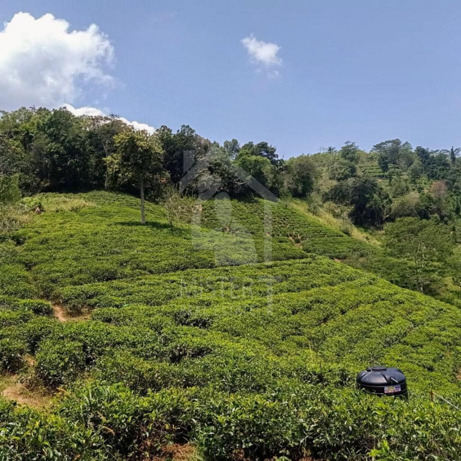 Tea Estate for Sale in Gampola - image 2