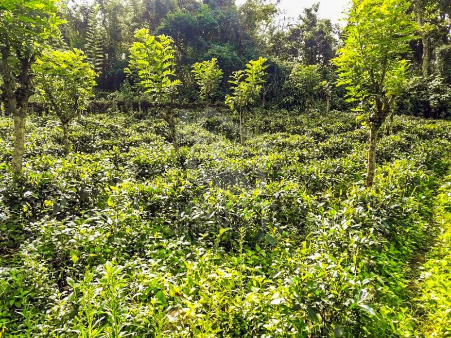 Land for Sale in Balangoda- image 3