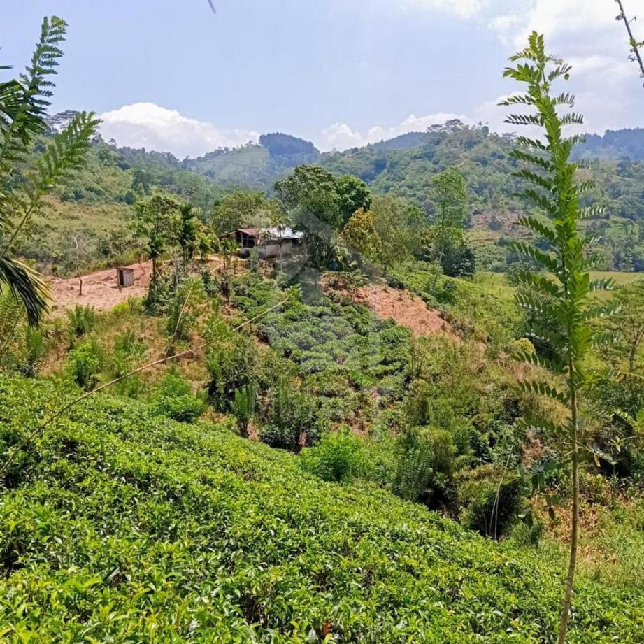 Tea Estate for Sale in Gampola - image 3