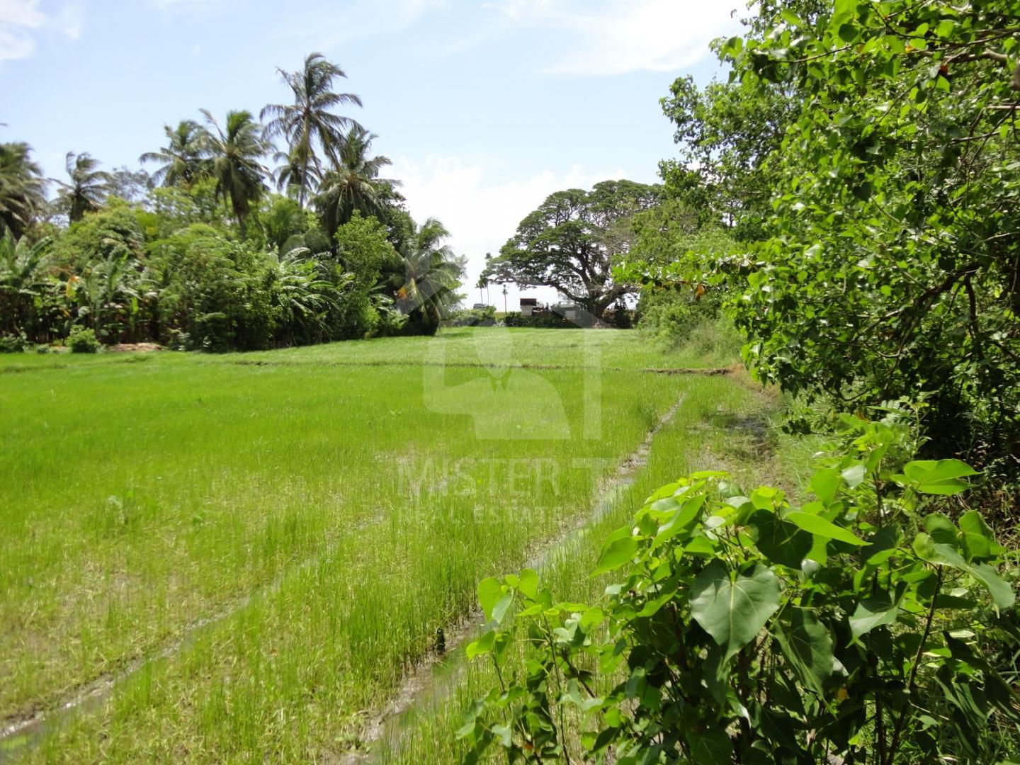 Land for Sale in Thissamaharama - image 1