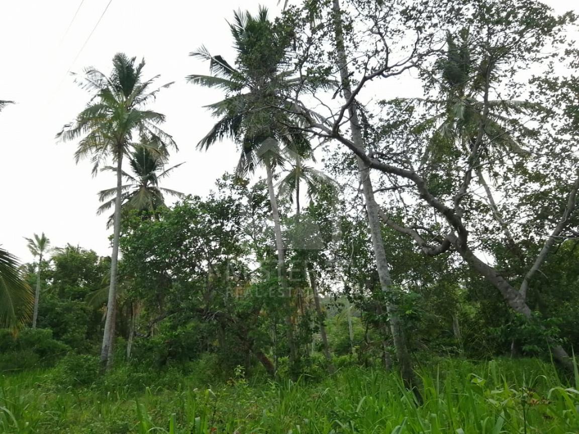 Land for Sale in Tangalle - image 1