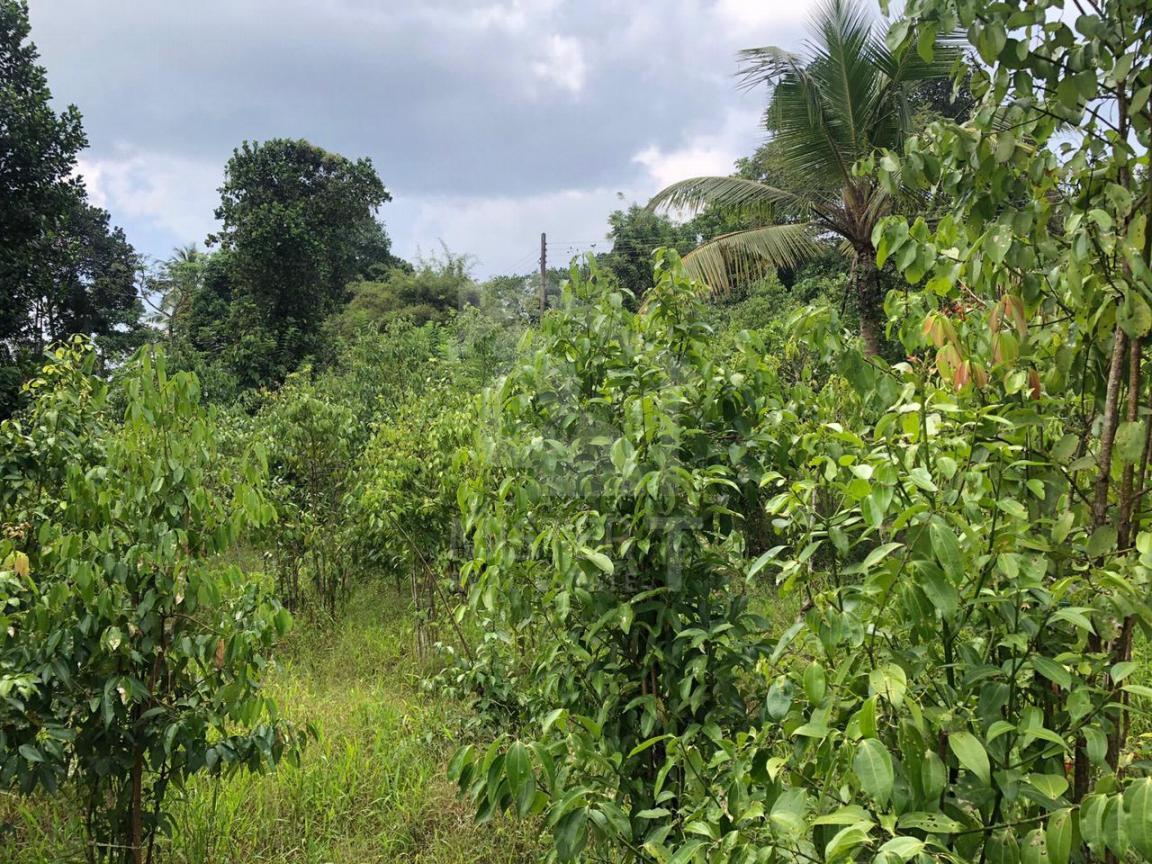 Land for Sale in Ambalangoda - image 1
