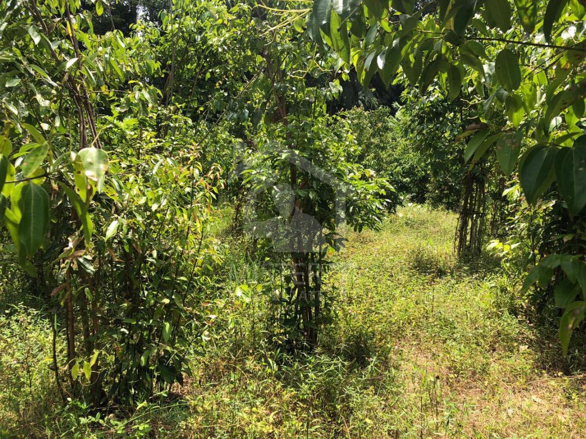 Land for Sale in Ambalangoda - image 2