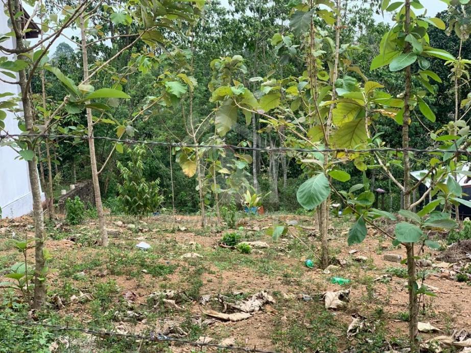 Land for Sale in Thalawathugoda - image 3